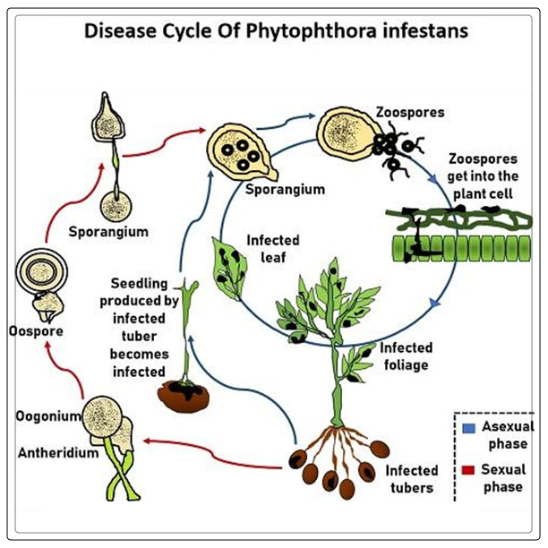 cycle