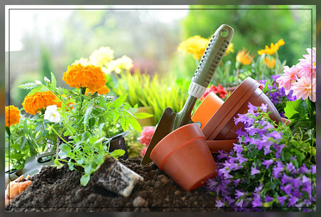 marigold flowers 1