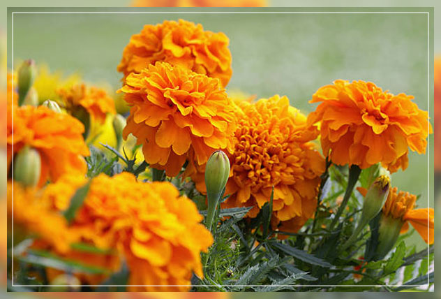 marigold flowers