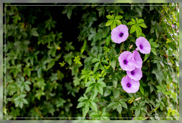 morning glory 2