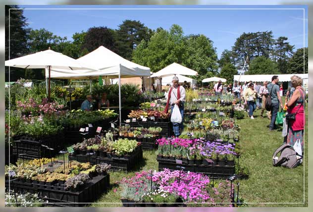 cheap plants at sales