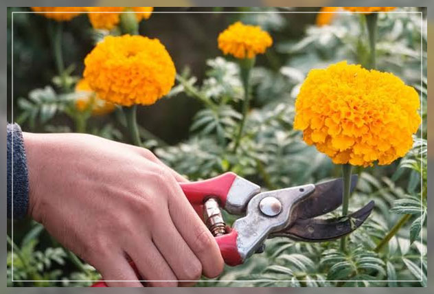 pruning