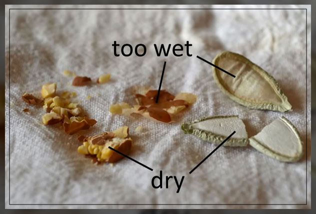wet and dry plant seeds