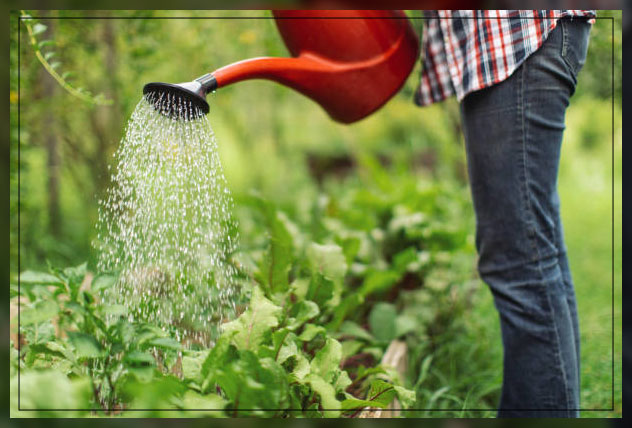 watering can 1