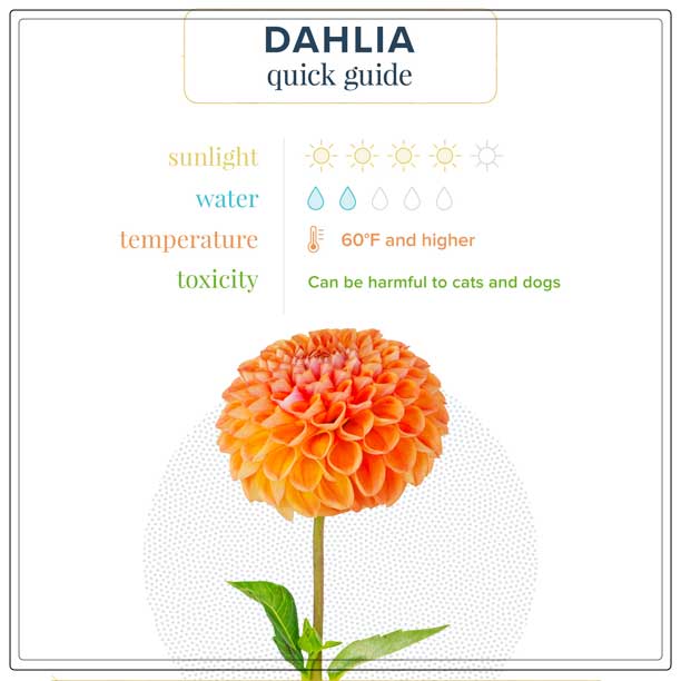 the distinctiveness of Dahlias 