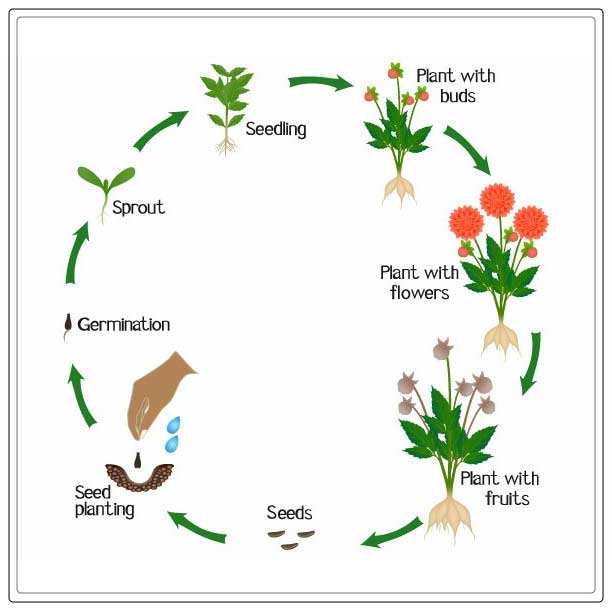 how growing dahlias work 