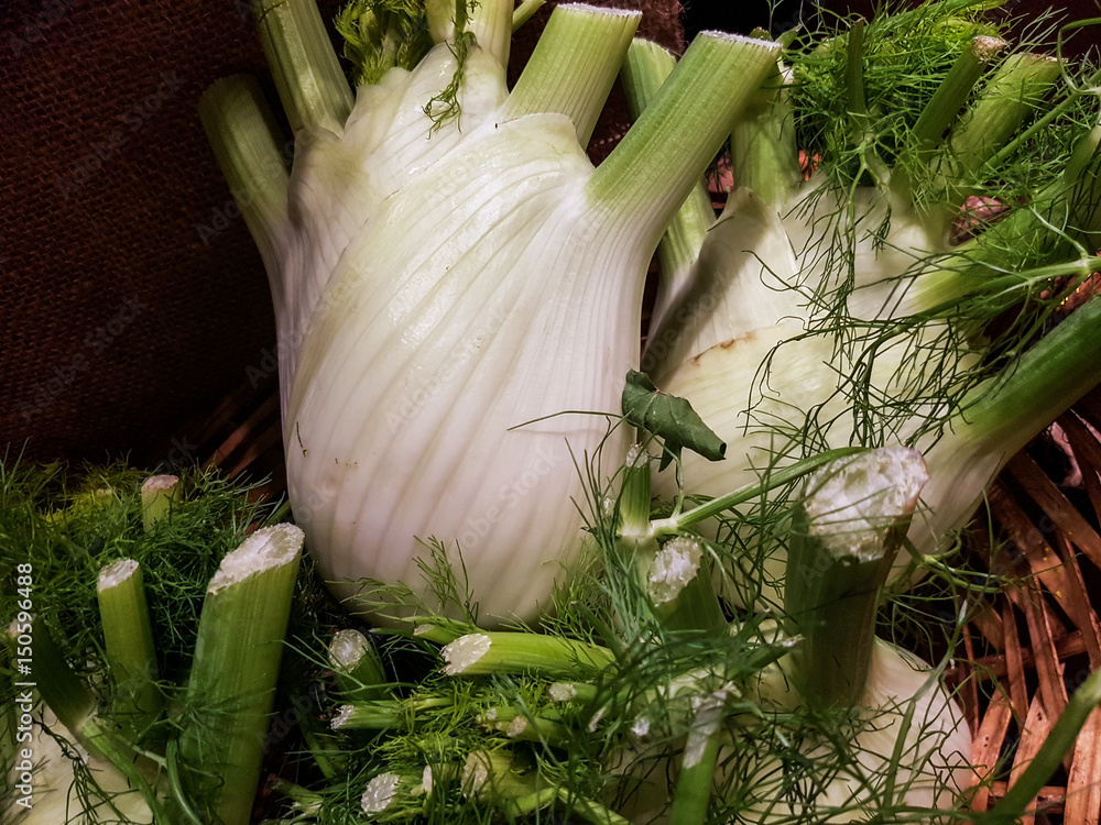 harvesting fennel bulbs