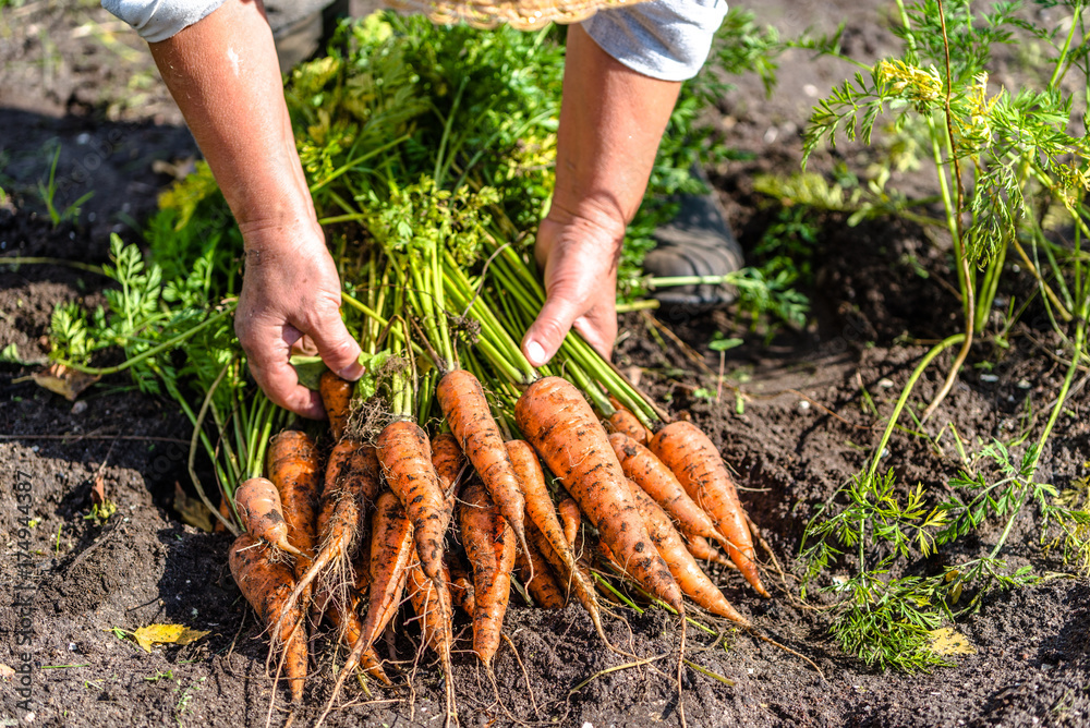 harvesting carrots
