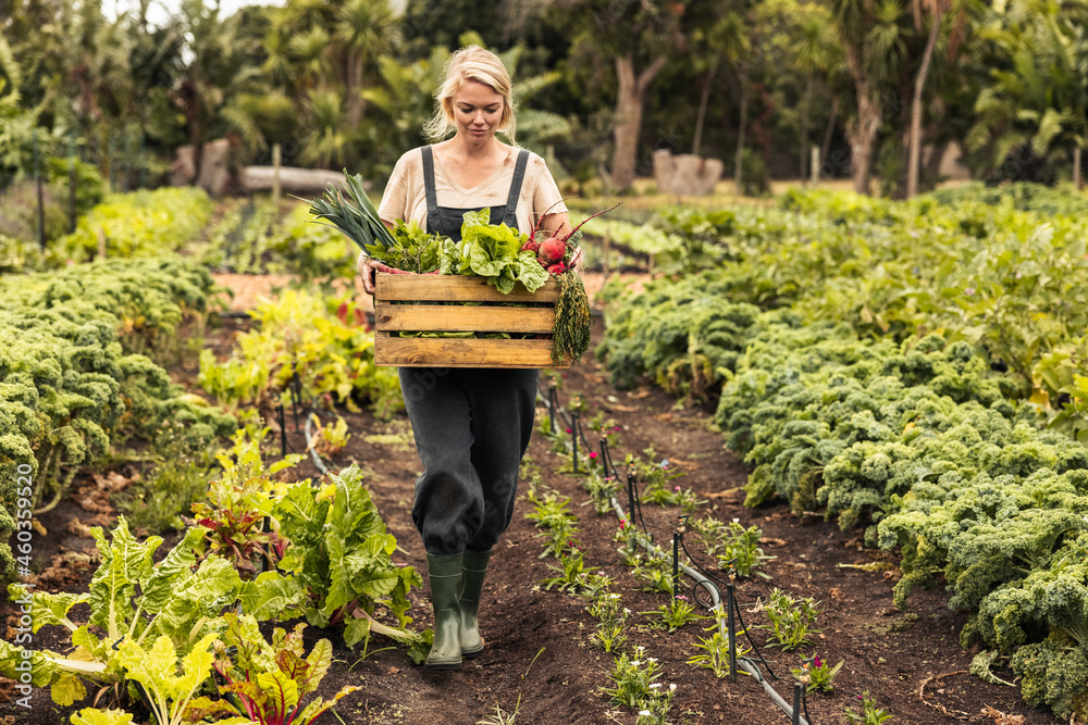 Harvesting Tips