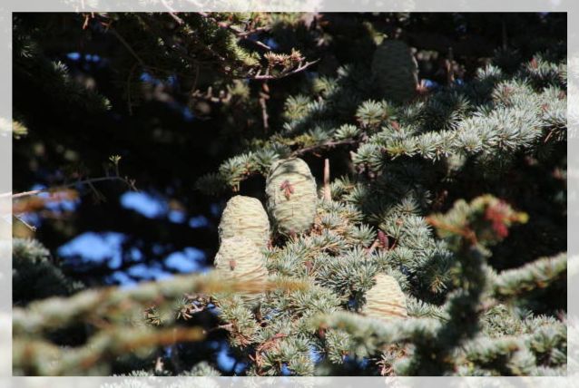 Cedrus Atlantica