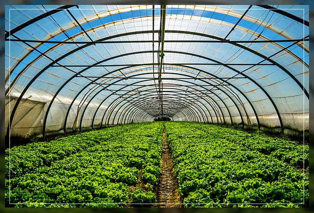 Greenhouse irrigation 1