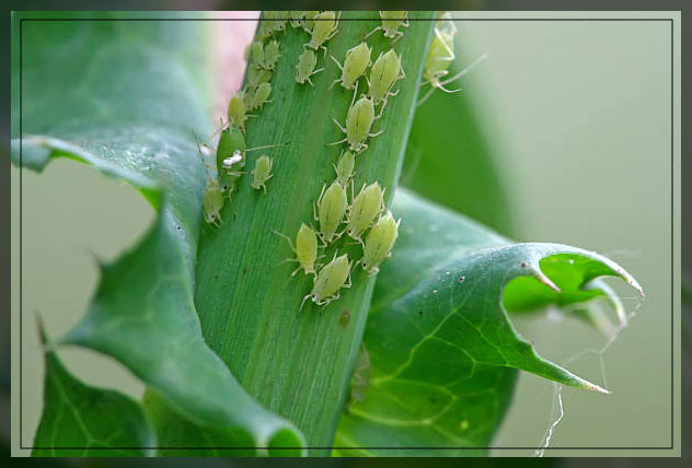 Pest control UAE 3