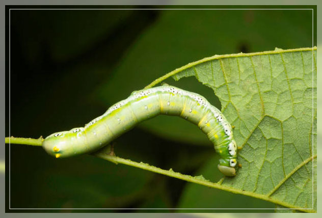Pest control UAE 5