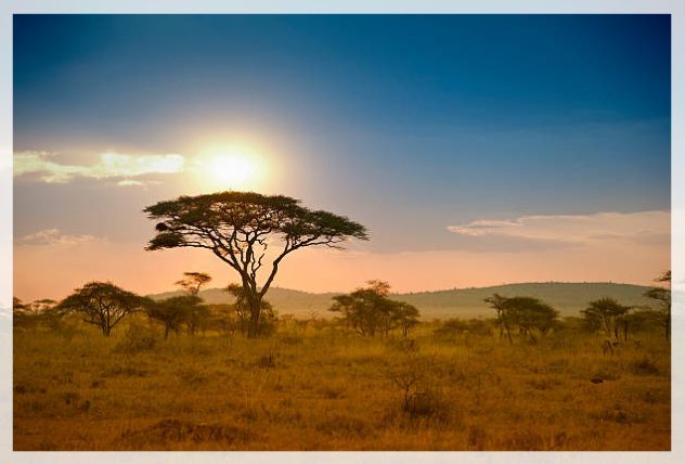 acacia tree 1