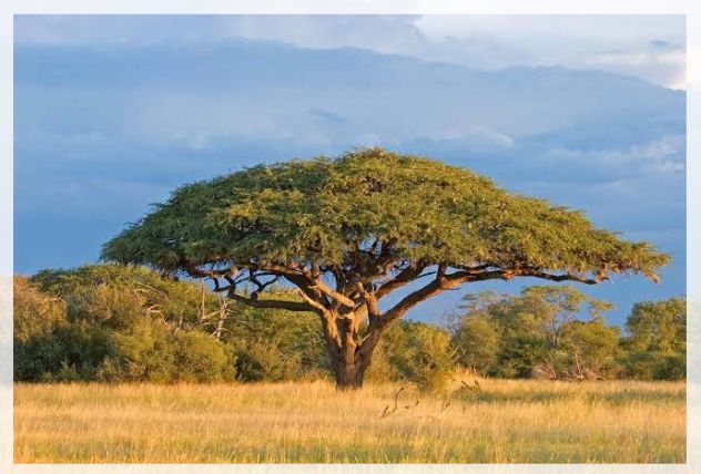 acacia tree