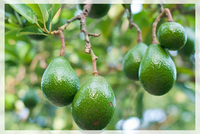 avocado tree 2
