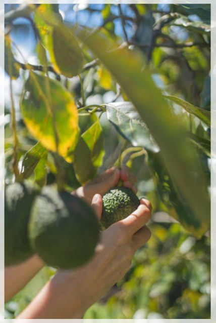 avocado tree 3