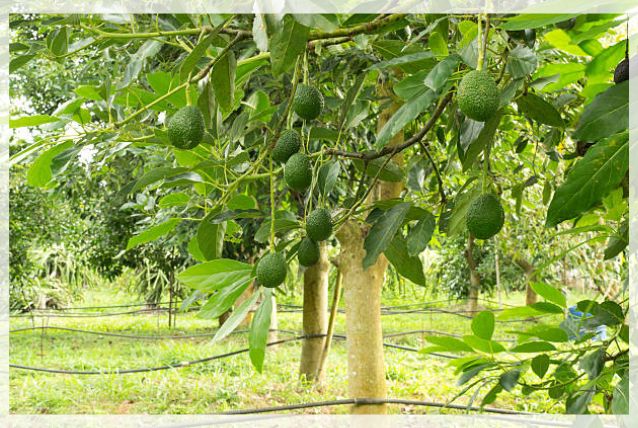 avocado tree