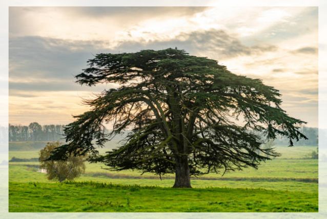 cedar tree