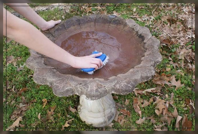 cleaning bird bath