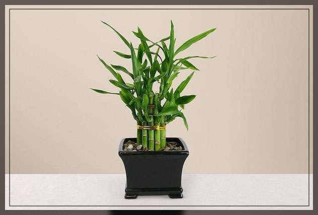 indoor plant