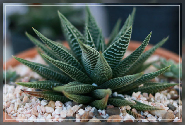 plant with rocks and distilled water