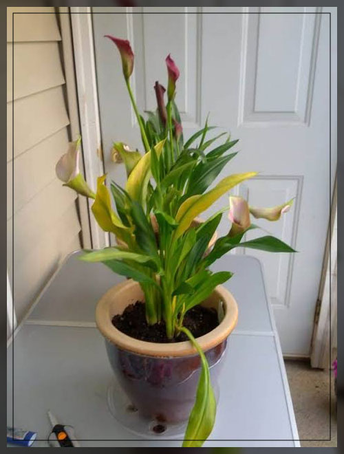 droopy leaves