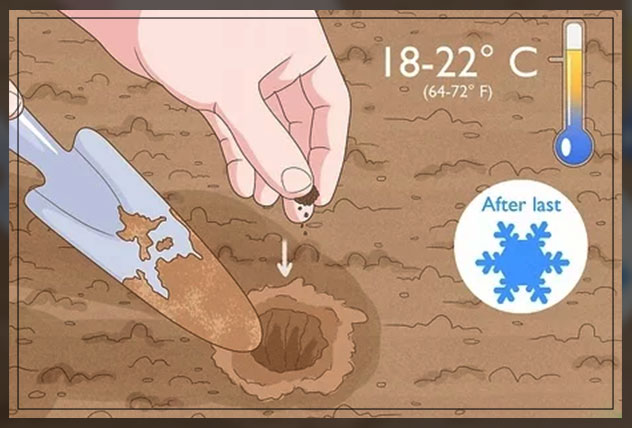 adapting proper growing techniques