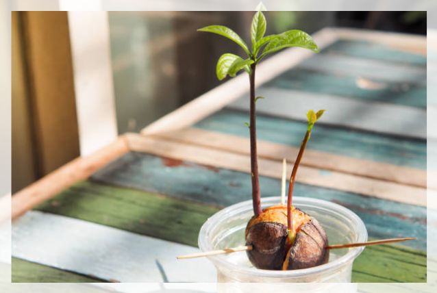 growing from seed