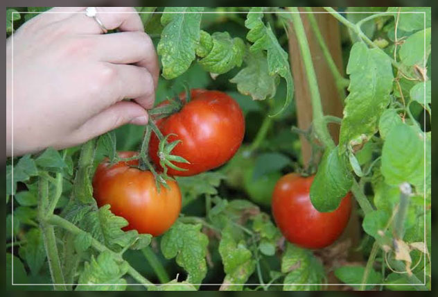 harvesting