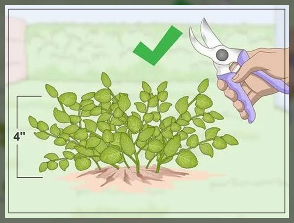 harvesting