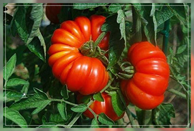 heirloom tomatoes 1