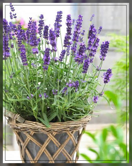 lavender flower 1