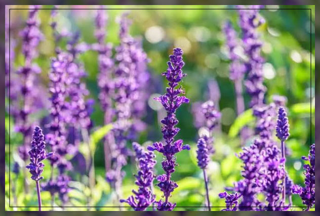 lavender flower