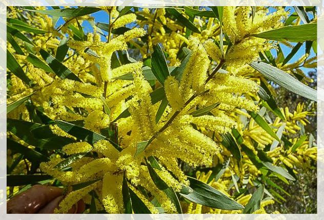 longifolia