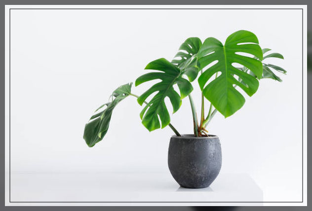 monstera plant