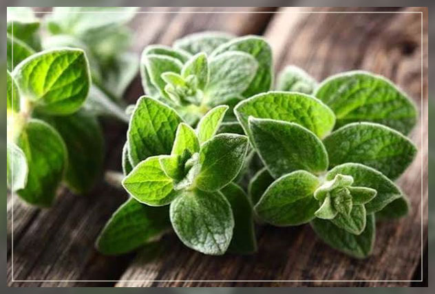 oregano leaves
