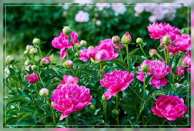 peony flower 1