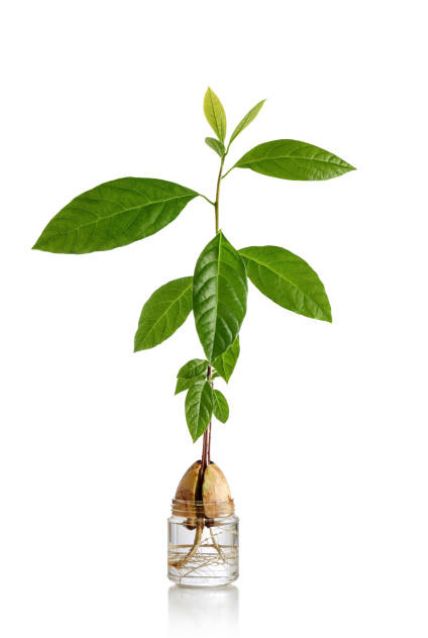 propagation