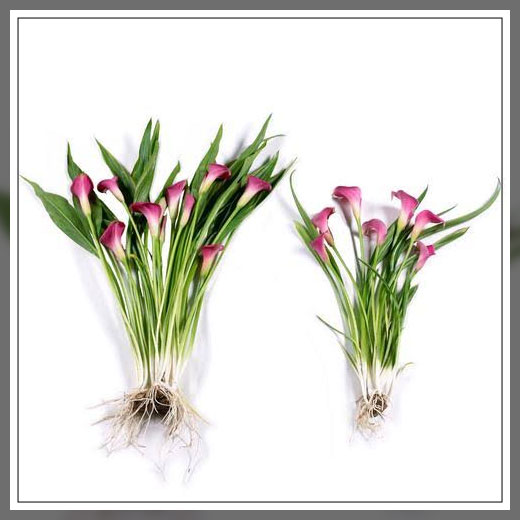 propagation