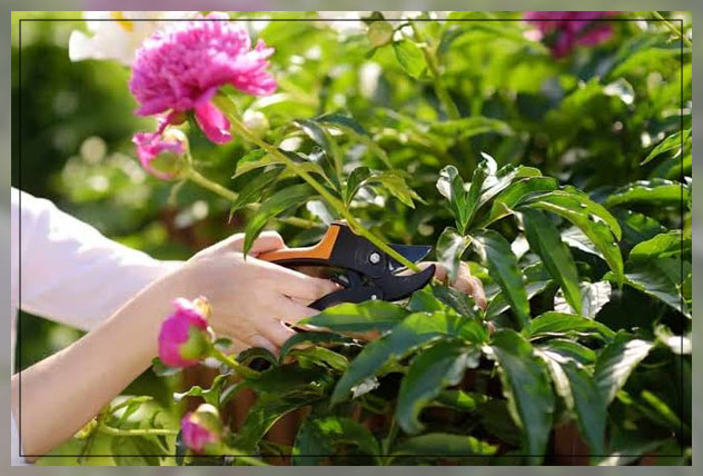 pruning