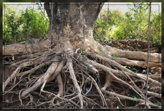 tree roots problems