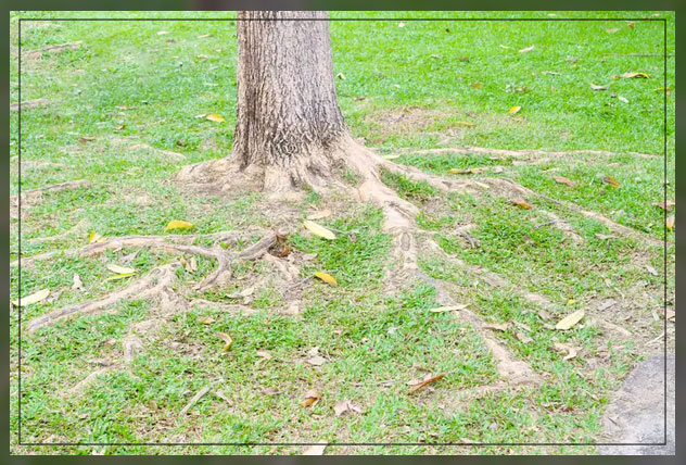 tree roots spread