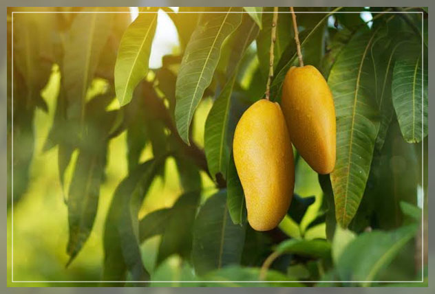 tropical fruits 2