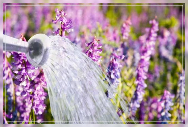 watering your plant