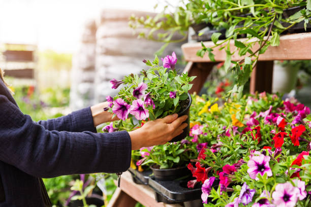 Outdoor plants in Dubai 1