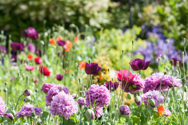 Outdoor plants in Dubai 2