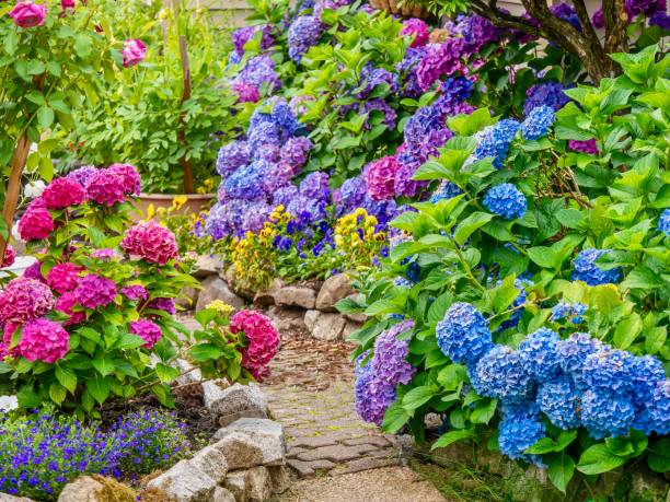 Outdoor plants in Dubai 5