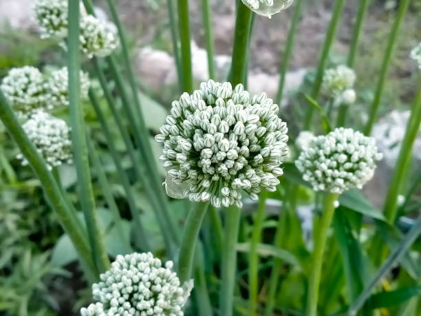 Outdoor plants in Dubai 6