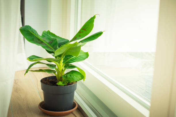banana plants 2